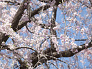 枝垂桜の木と花