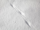 雪上のキツネの足跡