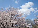 満開の桜と断片雲