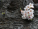 雨天の桜の幹と花