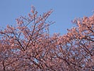 夕焼けに照らされる満開の桜