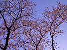満開の桜と三日月
