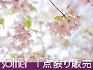 かわいい桜の花