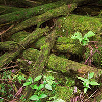 倒木の苔の世界