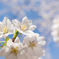 背景ボケの満開の桜