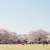 広場の満開の桜
