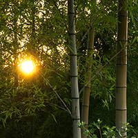 竹林の太陽