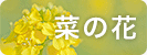 菜の花