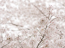 満開の桜