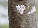 桜の木と花