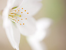 桜の横顔