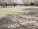 桜の陰と花見