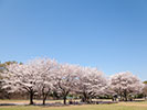 快晴の日の花見