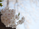 日陰の桜花