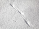 雪上のキツネの足跡