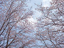 満開の桜と青空