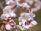 陽のあたる桜の花