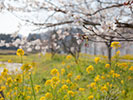 桜と菜の花