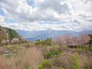 小淵沢の桜