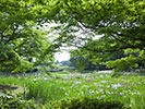 昭和記念公園の花菖蒲
