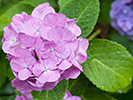 雨に濡れたピンク紫陽花