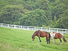 食事中の２頭の馬