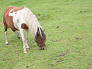 牛柄の馬の食事