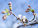 空へ向かう桜の蕾