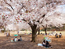 桜の下で花見