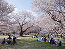 満開桜の下で花見