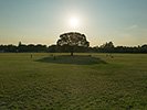 太陽とケヤキの大木