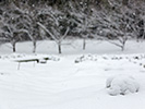 畑に降る雪