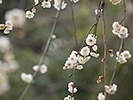 緑背景の梅の花