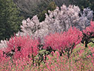 満開の梅と桜