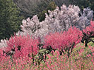 満開の梅と桜