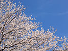 満開の桜花と快晴の空