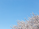 雲のない青空と桜