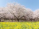 満開の桜と菜の花