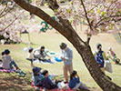 桜の花見をする人々