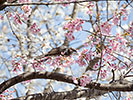 桜の蜜を吸うヒヨドリ