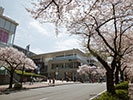 たまプラの満開の桜並木