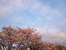 夕焼けに照らされる桜