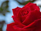 真っ赤な薔薇と青空