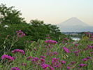 ムシトリナデシコの花と富士山
