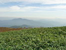 高山植物と山脈