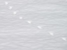 雪上の足跡