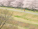 桜とサイクリングロード