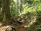 登山道