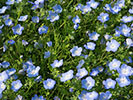 青紫の花 ネモフィラ