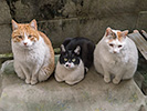 ３匹の野良猫